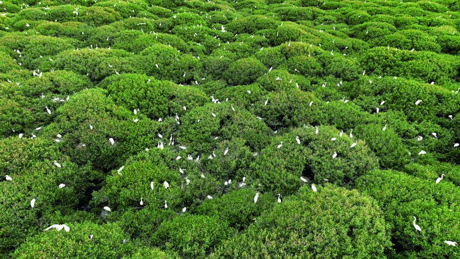 Wetlands are vital ecosystems and blue carbon sinks. / &nbsp;Provided by TNPH